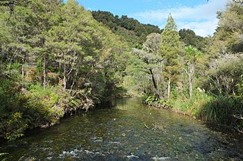 Te Waikoropupu River.jpg