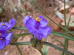 Tradescantia occidentalis (6253789931)