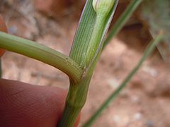 Tradescantia occidentalis (6253799235)