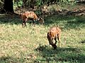 Tragelaphus scriptus (pair)