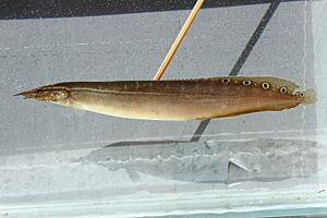 UF-237526-Macrognathus-siamensis-IMG 4718 USE.jpg