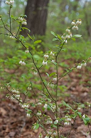 Vaccinium virgatum.jpg