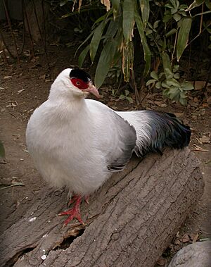 WhiteEaredPheasant.jpg