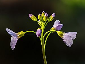 Wiesenschaumkraut (Cardamine pratensis)-20200416-RM-095356.jpg