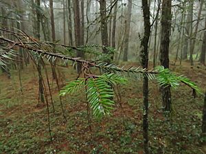 Abies hickelii.jpg