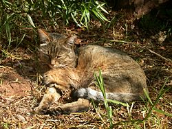 AfricanWildCat.jpg