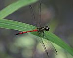 Agrionoptera insignis allogenes - Red Swampdragon