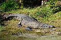 American Crocodile at Brevard Zoo