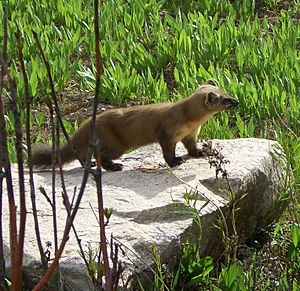 American Marten