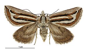 Aponotoreas synclinalis female.jpg