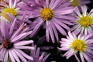 Aromatic Aster - Aster oblongifolius.jpg