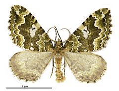 Asaphodes beata male.jpg