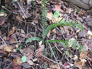 Asplenium platyneuron clump