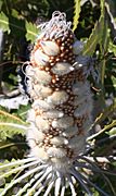 An elongate upright brown cylinder covered in a regular pattern of small white dots. Embedded in it are about thirty woolly white follicles, each shaped roughly like an American football, but with a short hooked point at one end, and a horizontal seam.