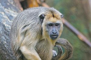 Black Howler Monkey Portrait 1.jpg