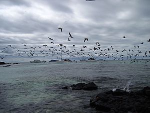 Blue-footed boobies group fishing