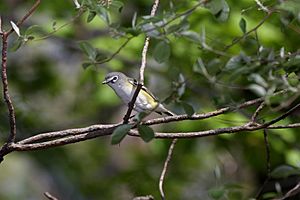 Blue-headed Vireo