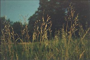 Bothriochloa bladhii.jpg