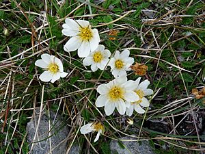 Burren Flora 01 Mountain Avens (3586050338)