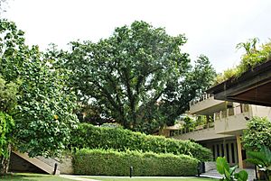 Calophyllum inophyllum, SBG