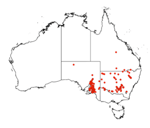 Calostemma distribution map 26Feb2020.png