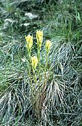 Castilleja lutescens.jpg