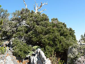 Cercocarpus intricatus 13