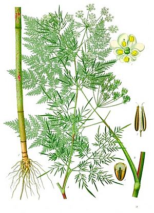 Chaerophyllum bulbosum - Köhler–s Medizinal-Pflanzen-177.jpg