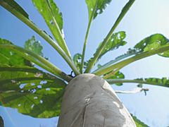 Chinese Radish