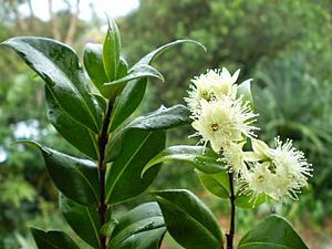 Cinnamon myrtle flower and leaf.jpg