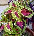 Coleus-1