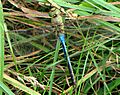 Common Green Darner, female