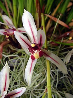 Cymbidium dayanum Orchi 04.jpg