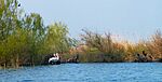 Dalmatian Pelican and Great Cormorant in the Danube Delta