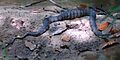 Diamondback Watersnake (Nerodia rhombifer) photographed in San Jacinto Co., Texas. W. L. Farr