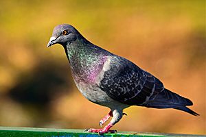 Domestic-pigeon.jpg