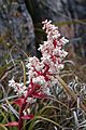 Dracophyllum milliganii 7519