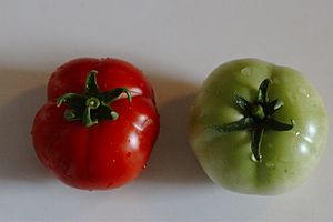 Ripe and unripe Early Girl fruits