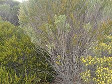 Eremophila labrosa (habit)