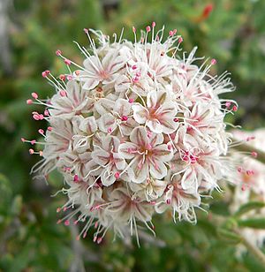 Eriogonum fasciculatum 5