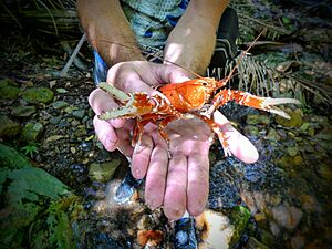 EuastacusSulcatus-Red-WhiteVariant.jpg