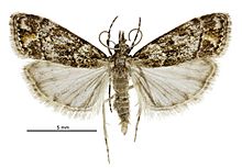 Eudonia minualis male.jpg