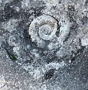 Fossil in Gaucín