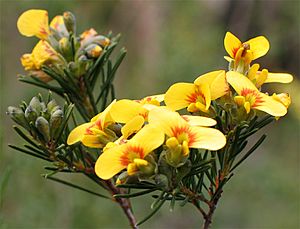 Freycinet Bluete.jpg