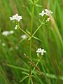 Galium palustre habitus