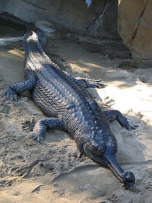 Gharial san diego.jpg