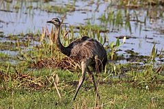 Greater rhea (Rhea americana)