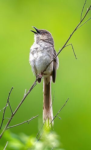 Himalayan Prinia cropped.jpg