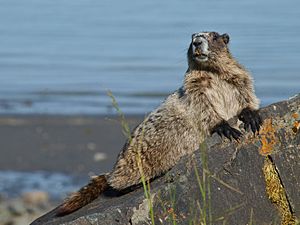 Hoary Marmot