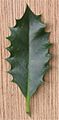 Hulst getand blad Ilex aquifolium